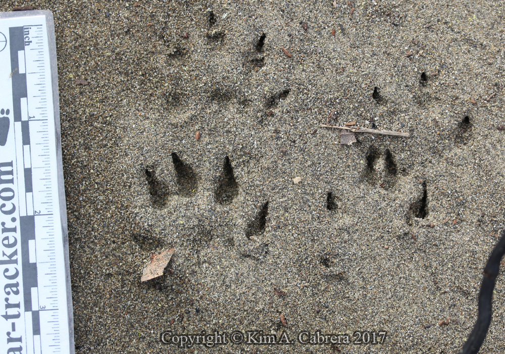 mink tracks