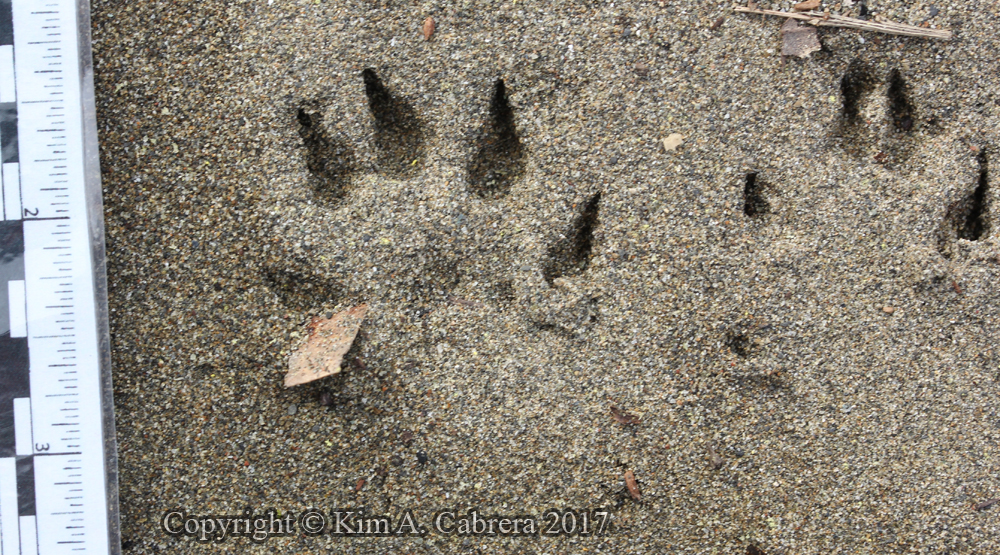 mink tracks