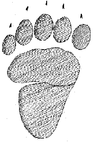 Black Bear Paw Print