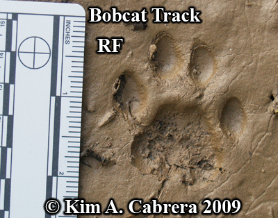 Perfect track left by the bobcat I saw. Photo copyright by Kim A. Cabrera 2009.