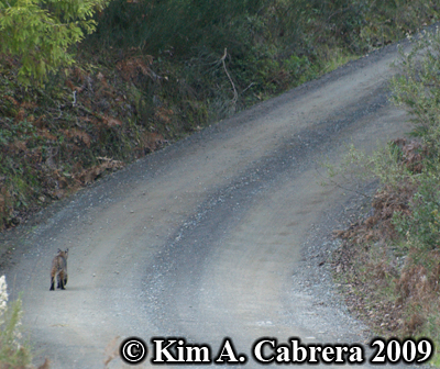 Bobcat walking away up the dirt road. Photo copyright by Kim A. Cabrera 2009.