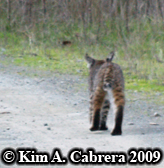 Bobcat I saw on a dirt road in the forest, walking away from me. Photo copyright by Kim A. Cabrera 2009.