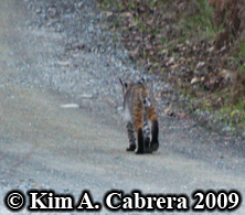 Bobcat I saw on a dirt road in the forest, dark paws visible. Photo copyright by Kim A. Cabrera 2009.