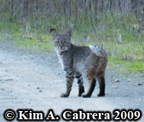 Bobcat I saw on a dirt road in the forest. Photo copyright by Kim A. Cabrera 2009.