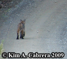 Bobcat I saw on a dirt road in the forest, white spots on ears visible. Photo copyright by Kim A. Cabrera 2009.