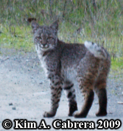 Bobcat I saw on a dirt road in the forest, looking right at me. Photo copyright by Kim A. Cabrera 2009.