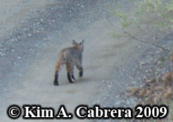 Bobcat I saw on a dirt road in the forest. Photo copyright by Kim A. Cabrera 2009.