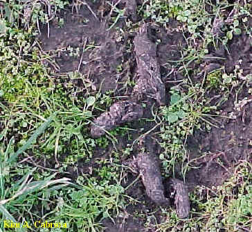 Albee Creek Campground