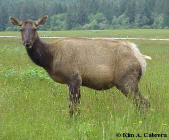 elk  animal