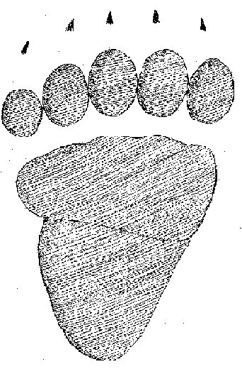 Grizzly Bear Back Paw
