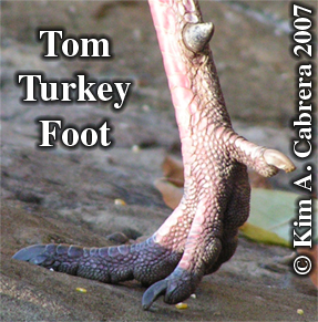 Tom turkey
                    foot. Photo copyright by Kim A. Cabrera 2007.
