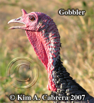 A
                    gobbler gobbling. Photo copyright by Kim A. Cabrera.
                    2007