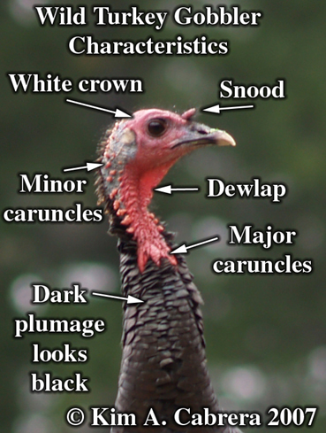 Wild
                  turkey gobbler identifiers. Photo copyright by Kim A.
                  Cabrera 2007.