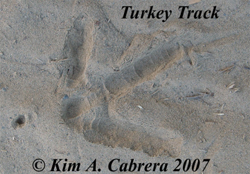 wild turkey
                  track photo by Kim A. Cabrera 2007.