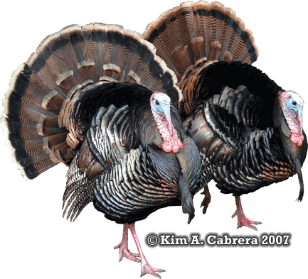 Two
                    wild turkeys. Photo copyright by Kim A. Cabrera
                    2007.