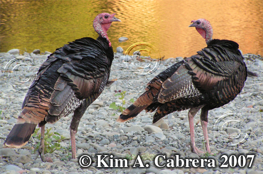 Two turkey gobblers visit the Eel River for a
                    drink. Photo copyright by Kim A. Cabrera. 2007