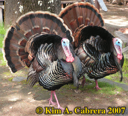 Wild
                      turkey pair. Photo  Kim A. Cabrera 2007