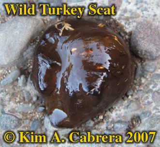 Wild turkey formless scat. Photo  Kim A.
                      Cabrera 2007