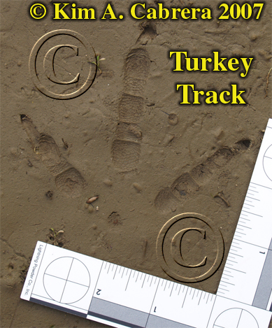Wild turkey
                  track. Photo by Kim A. Cabrera 2007.