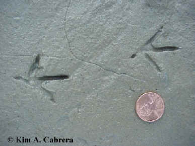 Killdeer tracks in river mud.
