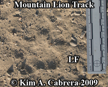 cougar track left front foot. Photo copyright Kim
                  A. Cabrera 2009.