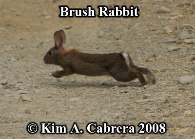 Den flyende kaninen visar upp sin vita akterspegel. 
