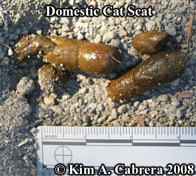 domesticcatscat9908.jpg