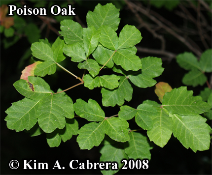 poison oak vine. Poison oak with wavy edged