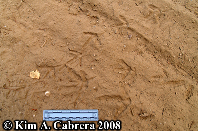 Adult
                  and juvenile turkey tracks. Photo copyright Kim A.
                  Cabrera 2008.