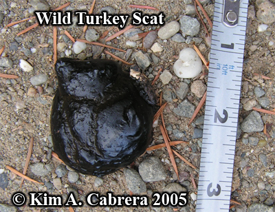 Formless wild turkey scat. Photo copyright by
                    Kim A. Cabrera 2005.