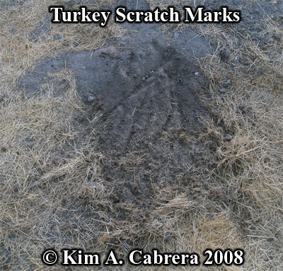 Turkey
                    scratch marks. Feeding sign. Photo copyright by Kim
                    A. Cabrera 2008.