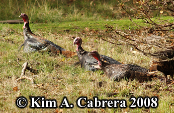 Turkeys
                    resting under a tree during the day. Photo copyright
                    Kim A. Cabrera 2008.