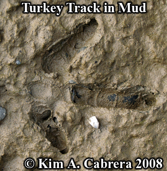 Turkey track in firm mud. Photo copyright Kim
                    A. Cabrera 2008.