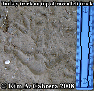 wild turkey track on top of raven track. Photo
                  copyright by Kim A . Cabrera 2008.