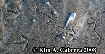 turkey
                  tracks in river sand. Photo copyright by Kim A.
                  Cabrera 2008.