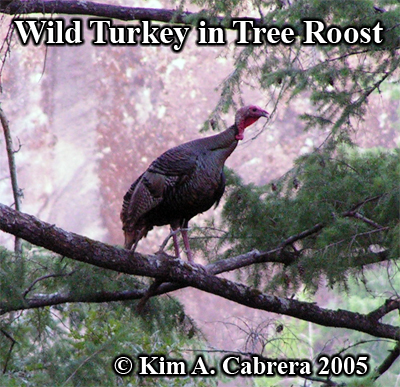 Wild
                    turkey in a tree roost. Photo copyright by Kim A.
                    Cabrera 2005.