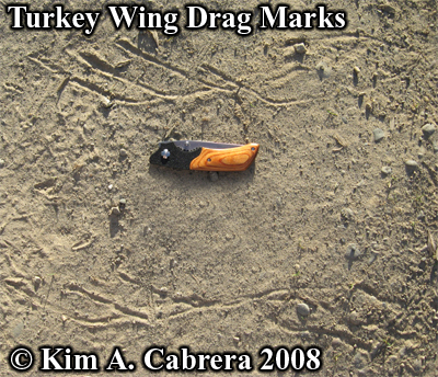 Wild
                  turkey wing drag marks made by a tom during the mating
                  dance. Photo copyright by Kim A. Cabrera 2008.