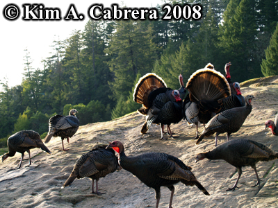 turkey
                      hens and toms on a rock. Photo copyright by Kim A.
                      Cabrera 2008.