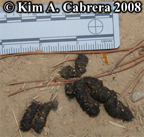 Wild
                      turkey scat containing grass seeds. Photo
                      copyright Kim A. Cabrera 2008.