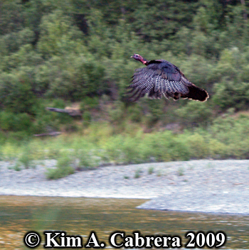 flying
                  turkey. Photo copyright Kim A. Cabrera 2009.