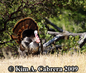 Tom turkey.
                  Photo copyright Kim A. Cabrera 2009.