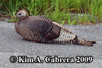 Resting
                  turkey hen. Photo copyright Kim A. Cabrera 2009.