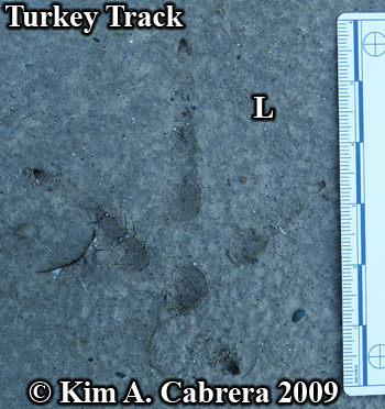 Wild
                    turkey track. Photo copyright Kim A. Cabrera 2009.