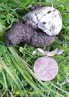 Wild turkey scat with penny for size comparison.
