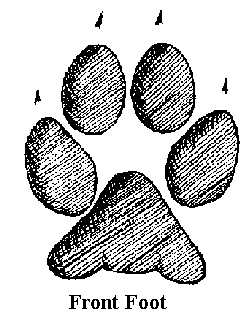 Grey Wolf Front Paw