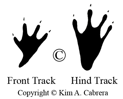 alligator tracks drawing by Kim A. Cabrera