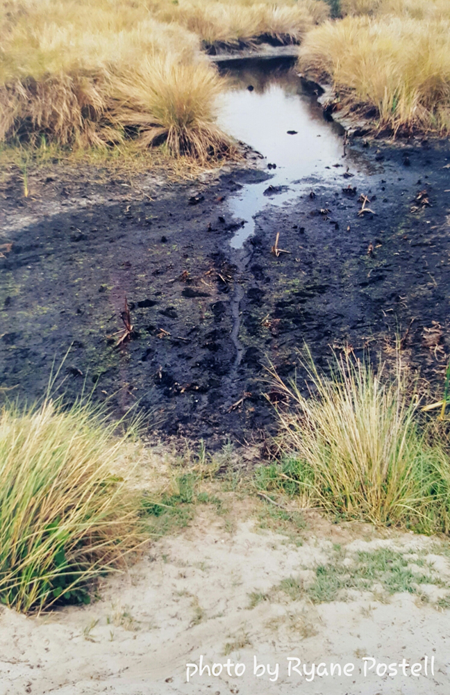alligator tracks