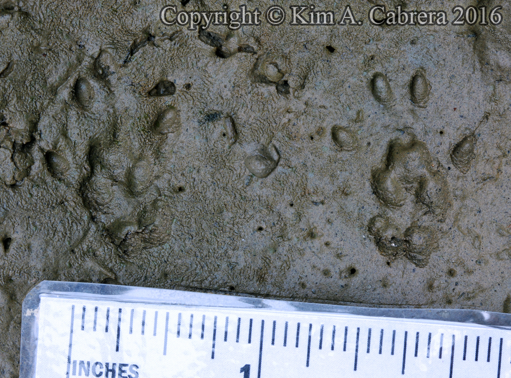 Douglas squirrel tracks