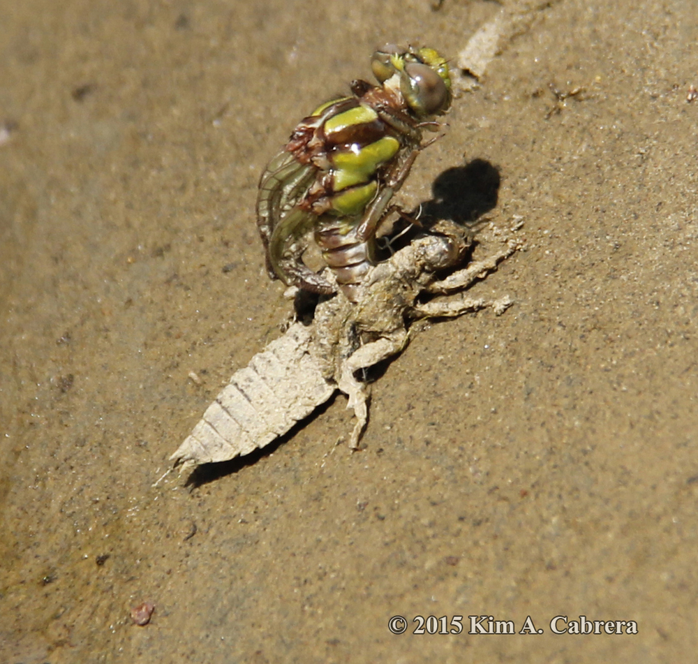 dragonfly