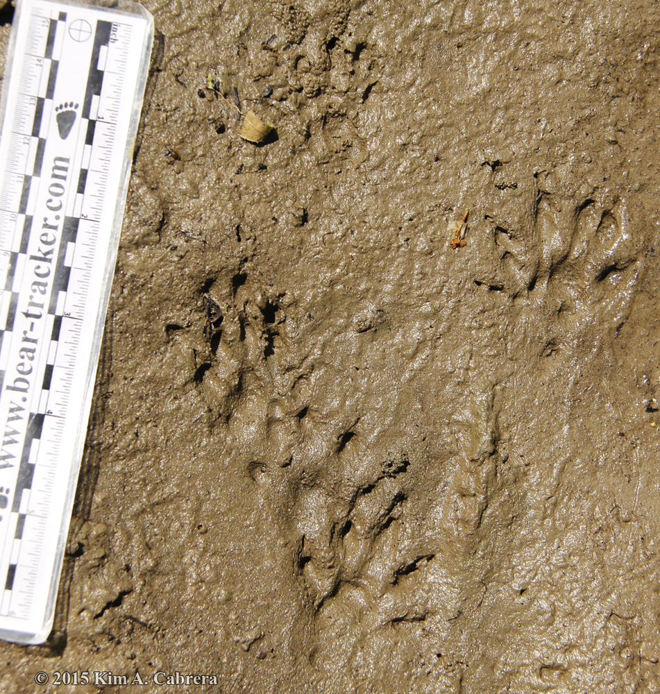 mink tracks